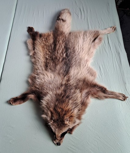 Schönes marderhund fell - marderhund,