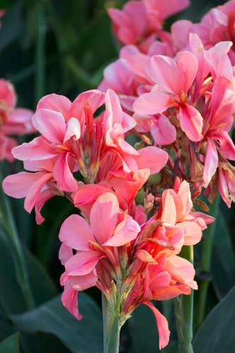 Gute blumen samen - gute,