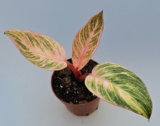 Schöne Philodendron Pink