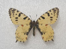 Zerynthia cerisy VERY RARE Entomologie Schmetterling Präparat m FO Taxidermy YUG