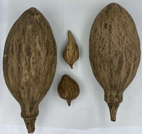 10x baobab affenbrotbaum - baobab,