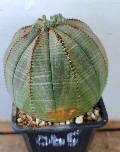 Euphorbia obesa - , (ob5)