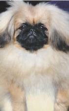 PEKINGESE  * Pekinese    ****    Postkarte   # 2