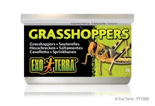 Exo Terra Heuschrecken (Grasshoppers) Klein