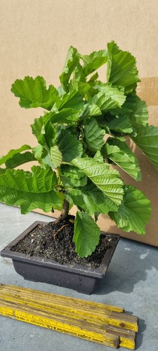 Erlen prebonsai erlenbaum - erlenbaum,