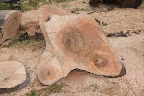 Baumscheibe holzscheibe - baumscheibe,