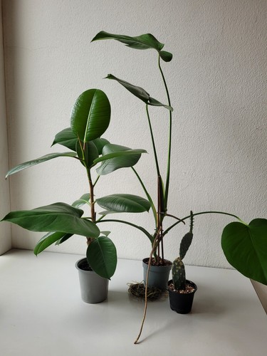 3er set monstera - monstera,, gummibaum