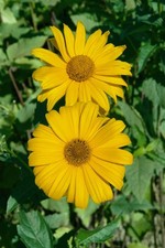 Heliopsis scabra 'Hohlspiegel', Sonnenauge, gelb, ca. 11x11 cm Topf
