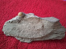 Pyrit-Kugel im Muttergestein