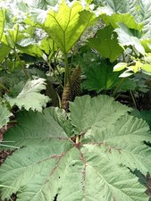 Riesen mammutblatt gunnera - mammutblatt,