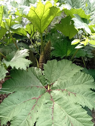 Riesen mammutblatt gunnera - mammutblatt,