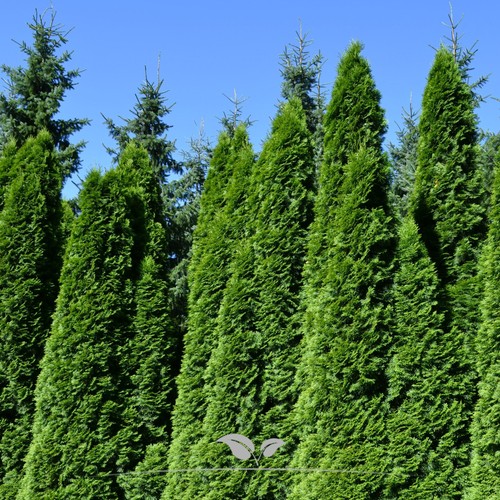 Lebensbaum thuja smaragd - lebensbaum,