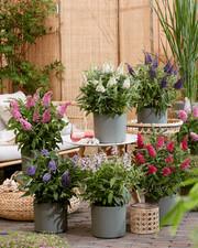 Schmetterlingsflieder Butterfly Candy® Little Ruby, 20-40cm im 3L-Topf