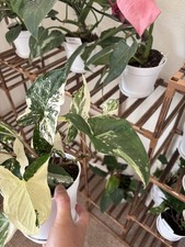 Syngonium Albo Variegated USPS