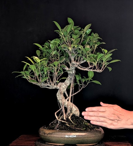 Bonsai chinesische feige ficus - bonsai,