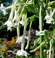 SAMEN Duft-Tabak Pflanzensamen