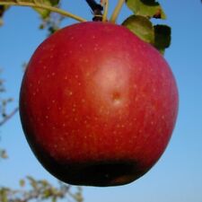 Roter Eiserapfel Apfelbaum historisch. Winterapfel Buschbaum Halbstamm Hochstamm