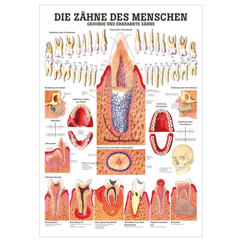 Gesunde zähne lehrtafel - zähne,
