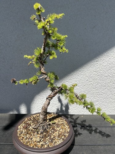 Bonsai europäische lärche - bonsai,