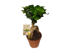 Ginseng bonsai cm topf - 12, cm-topf