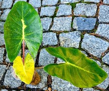 Alocasia Macrorrhiza Neuguinea Gold Variegata Rhizome 
