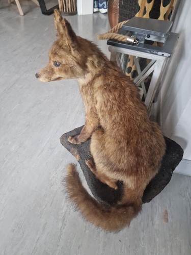 Rot fuchs präparierter - rot,