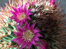 Kaktus "Mammillaria ernestii"