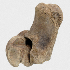 Fossil Wildpferd Equus Ferus