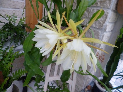 Epiphyllum gelb - epiphyllum,