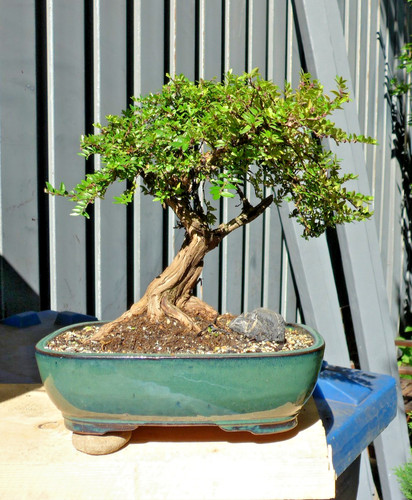Bonsai lonicera nitida - lonicera, –