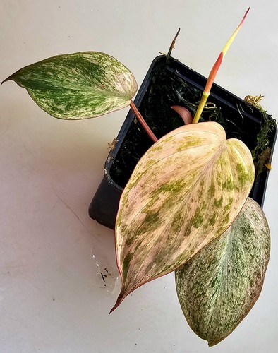 Philodendron micans pink mint - micans,