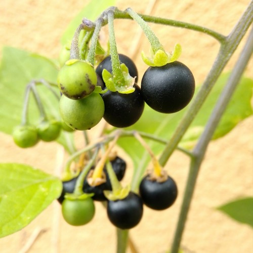 Solanum nigrum 100 samen - solanum,