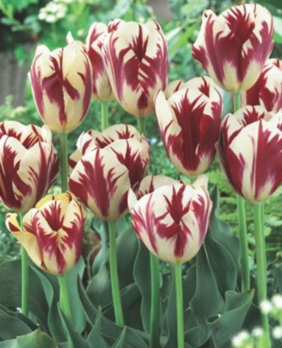 Tulpen grand perfection - 20,