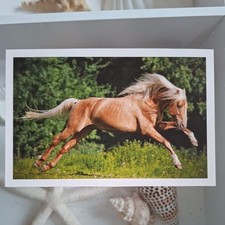 Pferdepostkarte AK Pferd Korsch Araber-Berber 05/2014