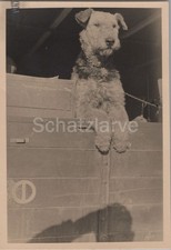 Foto, wachsamer Kompaniehund