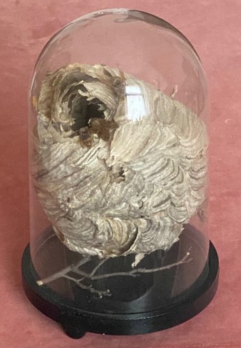 Taxidermie insekten wespennest - insekten,