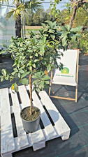 Fortunella margarita 100–120cm Kumquat Zwergorange essbar Früchte Pflanze Citrus