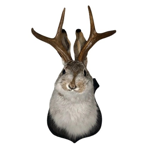 Tier wandskulptur schakalope - tier,