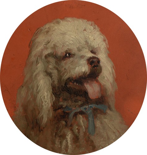 Vincenzo volpe pudel hund - volpe,
