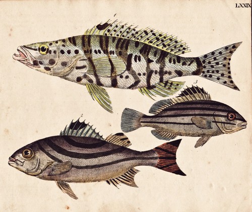 Fish fisch fische sogo - fish,