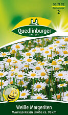 Margeriten Weiße Mayfield Riesen Samen von Quedlinburger Saatgut