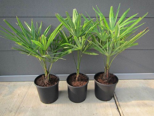 Trachycarpus fortunei - ,