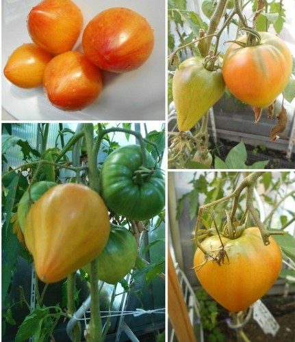 Ochsenherz orange russian - ochsenherz,
