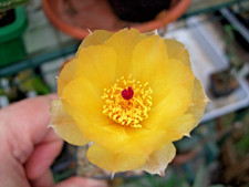 Pterocactus tuberosus eine - je,