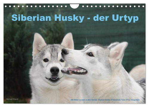 Siberian husky der urtyp - husky,