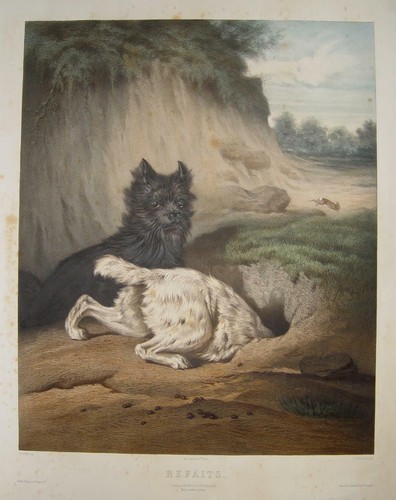 West highland terrier westie - highland,