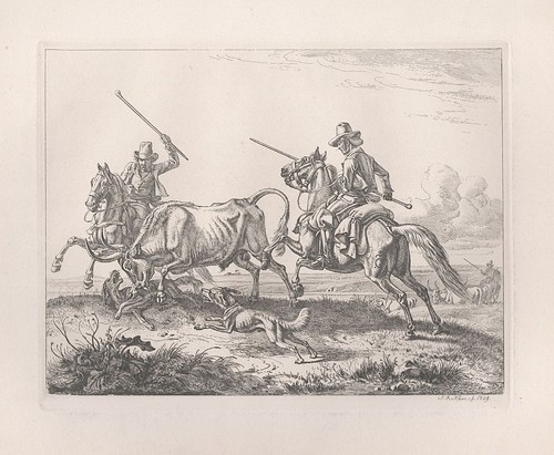 Stier bull pferde - pferde, horses