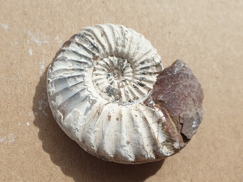 Pleuroceras aff spinatum - aff.,