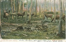Thale Gruß aus dem Harz mit Wildgehege AK in Farbe 1906 versandte AK