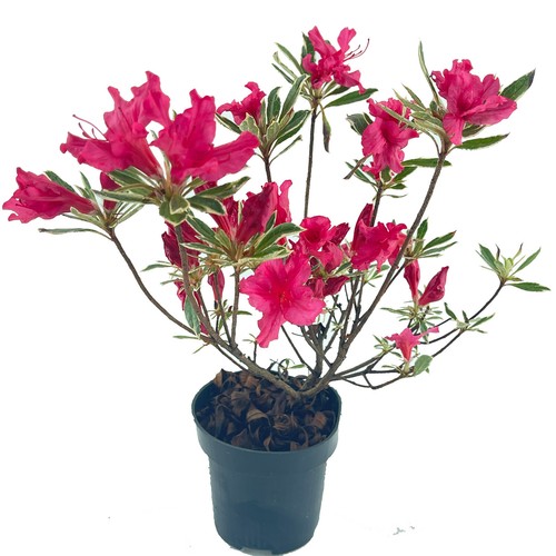 Japanische azalee rhododendron - azalee,